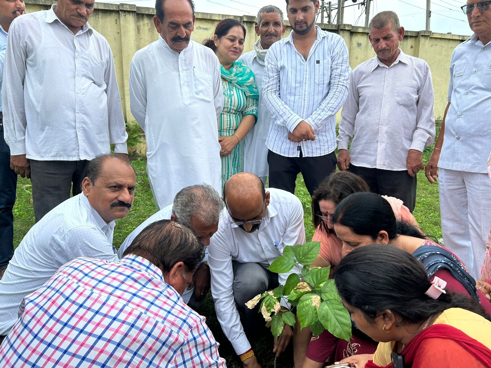 Tree plantation
